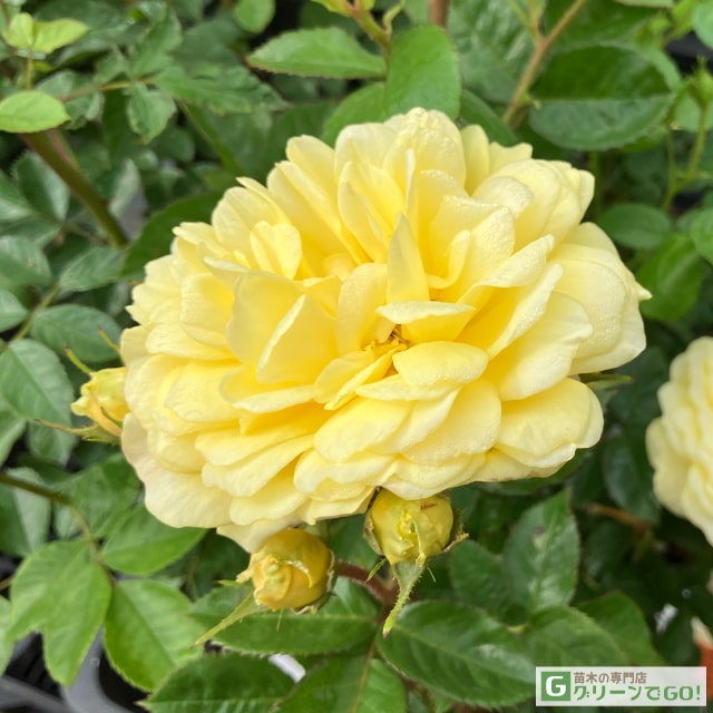 丸く仕立てた綺麗なバラの木、販売中です！ はなはなショップ