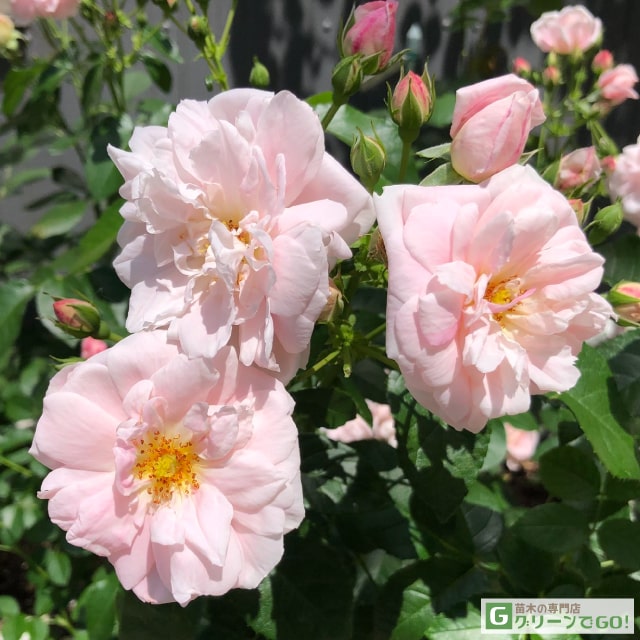 薔薇 バヤッツォ – Bajazzo | 姫野ばら園八ヶ岳農場