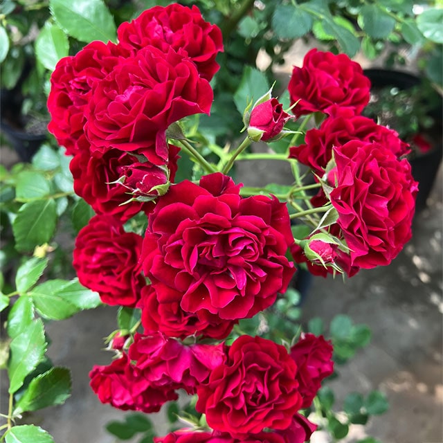 ☆ごりみえ☆ラベンダー白檀すみれ聖なる薔薇　夏セール適用°˖✧ バラ苗 鉢植え6寸 2025 パフューム ドレス Perfume Dress 国産