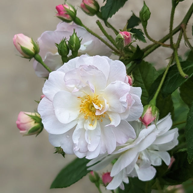 楽天市場】バラ 苗 京成 【ラベンダー シルエッタ （CL） ［登録品種