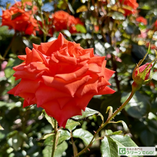 楽天市場】バラ苗 【桜島 (FL) 中輪 四季咲き】 1年生 接ぎ木苗 3.5号