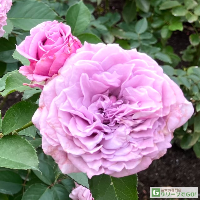 楽天市場】バラ 苗 ロサオリエンティス 【キルケ (FL) 中輪 四季咲き