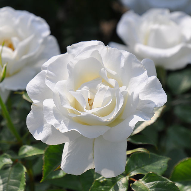 楽天市場】バラ 苗 ロサオリエンティス 【ピルエット (FL) ［登録品種