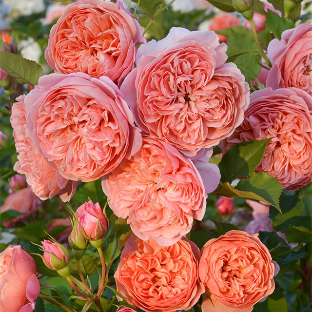 バラ苗　特大8号　正規品　コントレイル　ロサオリエンティス　バラ 楽天市場】予約販売 バラ苗 バラ大苗 ロサ オリエンティス