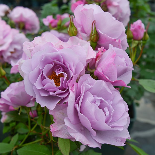 （正規品）大苗8号鉢　ピルエット　ロサオリエンティス　バラ苗　ロサオリ 正規品）大苗8号鉢 ピルエット ロサオリエンティス バラ苗 ロサオリ