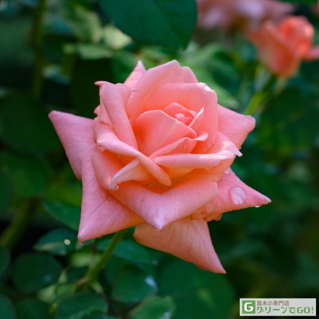 楽天市場】◇OUTLET ROSE◇ [楽天市場限定販売]バラ苗 【つるバラ