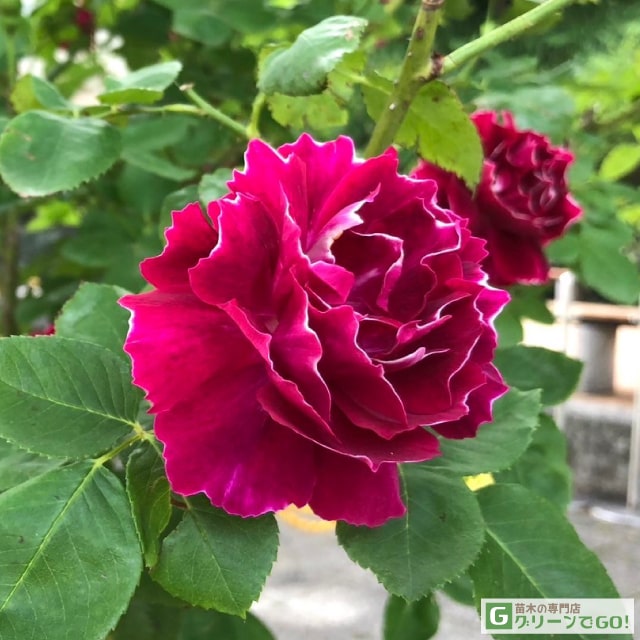 楽天市場】◇開花後強剪定株 花芽なし◇ バラ 苗 【ミッドナイト