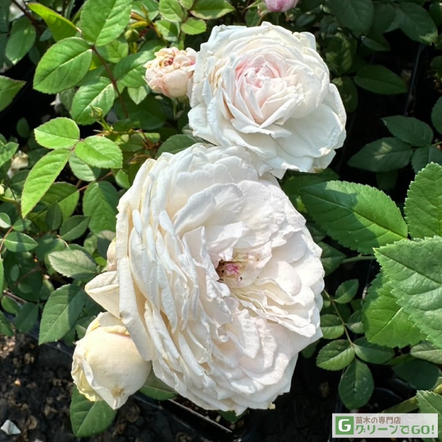 楽天市場】バラ苗 【つるバラ 赤不二 （ドルシュキ ルブラ） (CL) 中