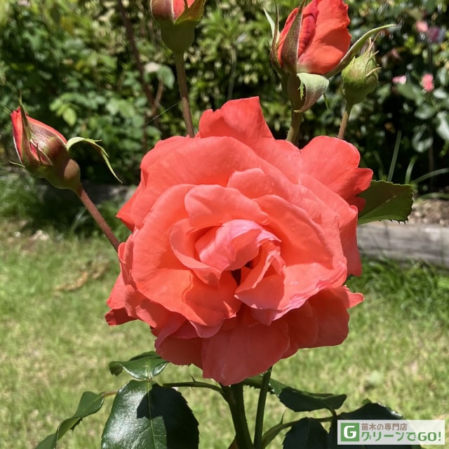 楽天市場】バラ苗 【ブルーナイル (HT) 大輪 四季咲き】 1年生 接ぎ木