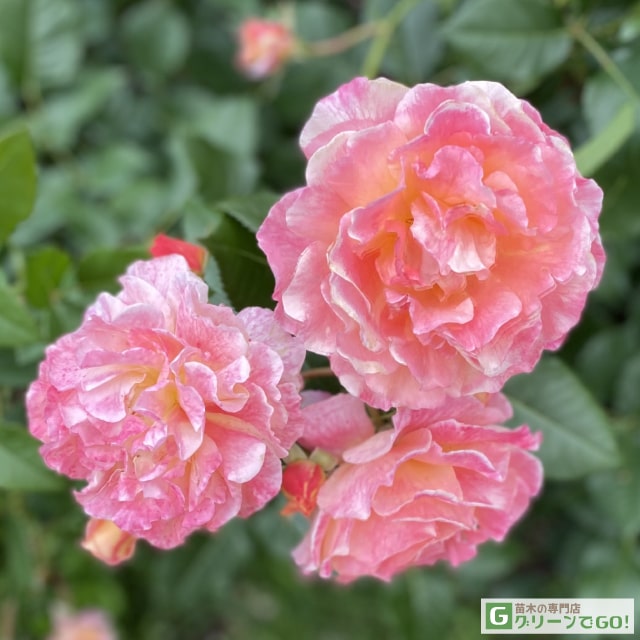 楽天市場】バラ苗 【つるバラ 赤不二 （ドルシュキ ルブラ） (CL) 中