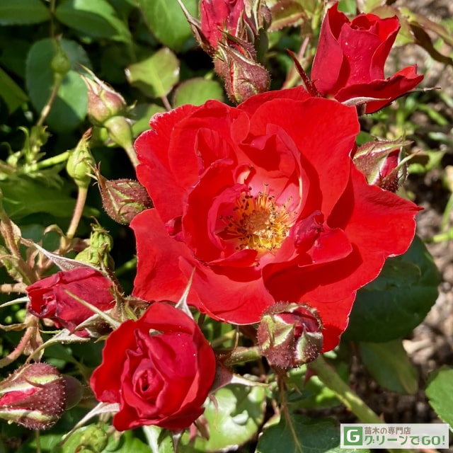 楽天市場】バラ苗 【桜島 (FL) 中輪 四季咲き】 1年生 接ぎ木苗 3.5号