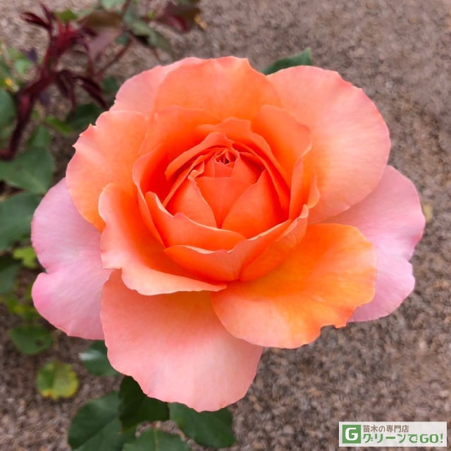 楽天市場】バラ苗 ドリュ 【ミステリューズ (FL) 中輪 返り咲き】 2