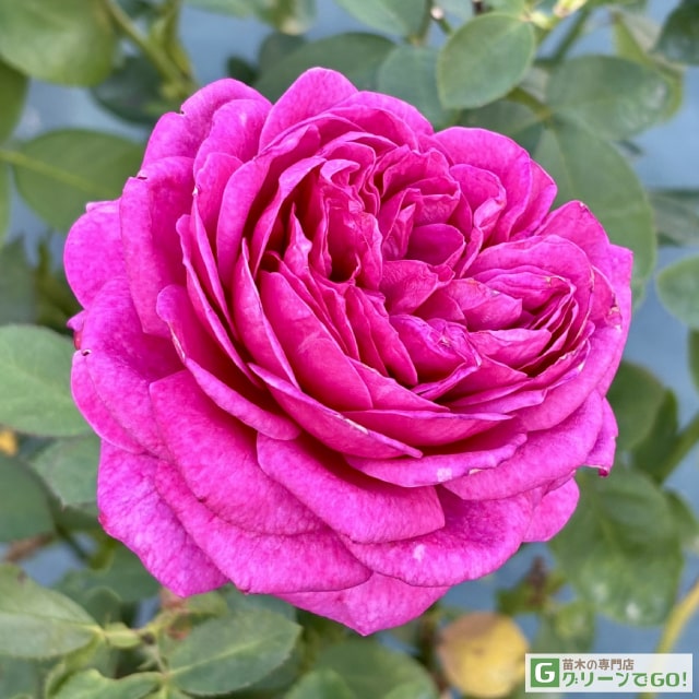 楽天市場】バラ苗 【ニュース (FL) 中輪 四季咲き】 1年生 接ぎ木 新苗