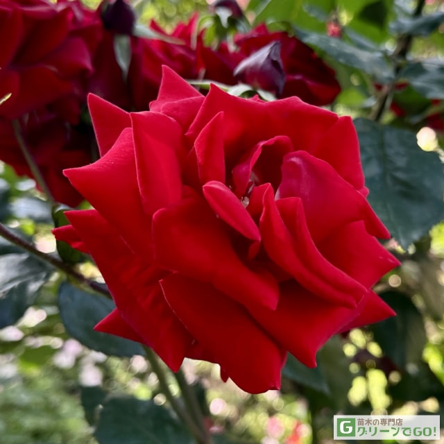 楽天市場】バラ苗 【ニコロ パガニーニ (FL) 中輪 四季咲き】 1年生