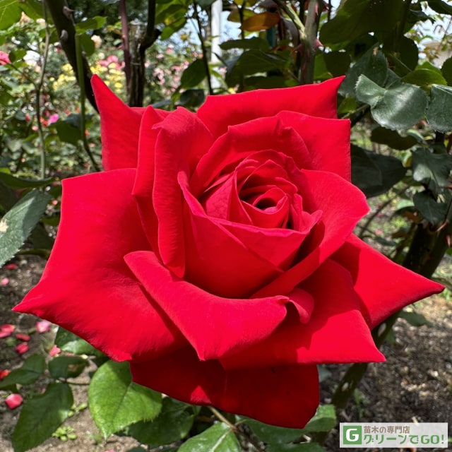 楽天市場】バラ苗 【ニコロ パガニーニ (FL) 中輪 四季咲き】 1年生