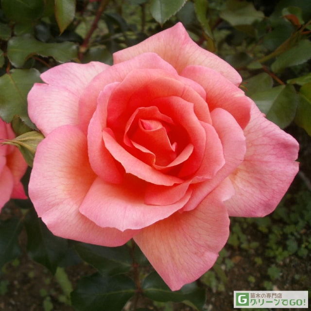 楽天市場】バラ苗 【桜島 (FL) 中輪 四季咲き】 1年生 接ぎ木苗 3.5号