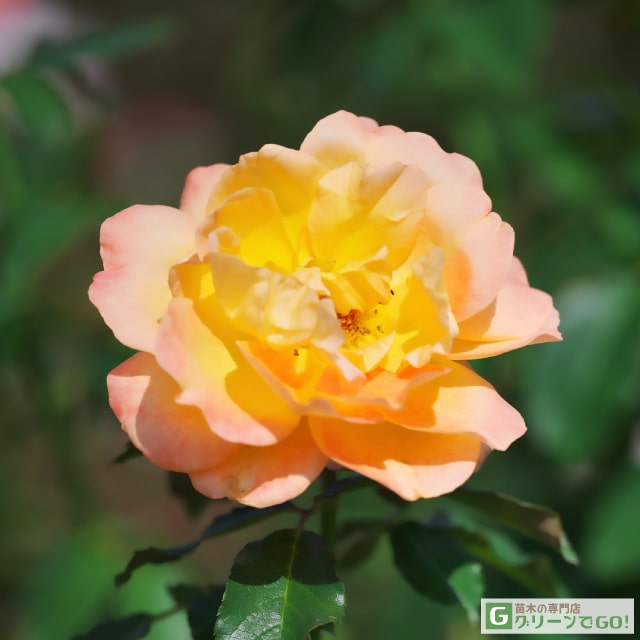 和バラ開花接木苗 和バラ接木開花苗