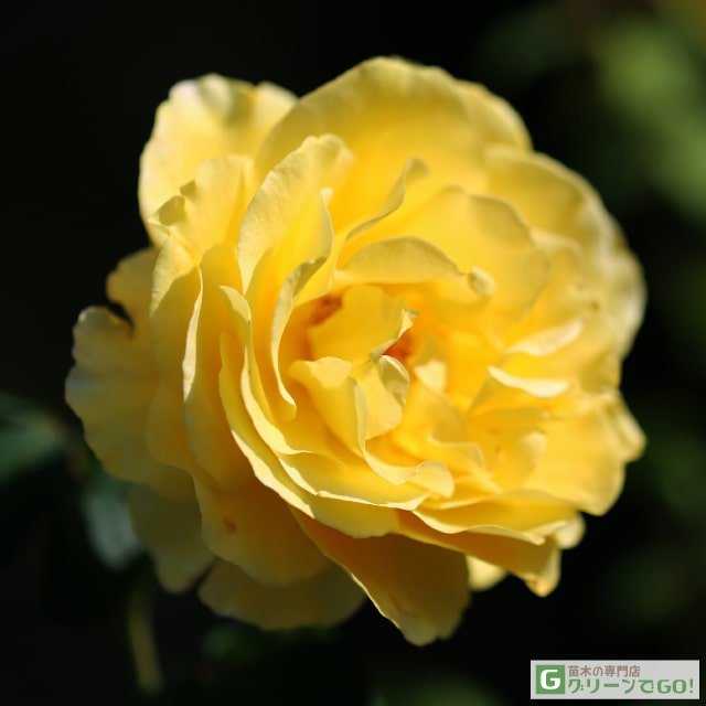 楽天市場】バラ苗 【ニュース (FL) 中輪 四季咲き】 1年生 接ぎ木 新苗