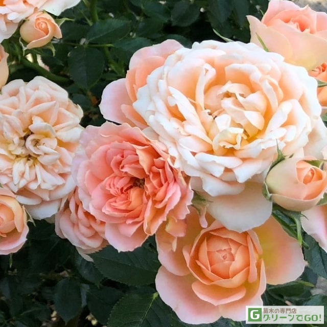 楽天市場】◇開花後強剪定株 花芽なし◇ バラ苗 【つるバラ エンブレム