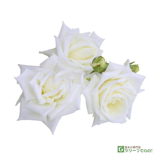 バラ花苗　切り花品種　和薔薇　しすい　蕾あり　接ぎ木苗 バラ花苗 切り花品種 和薔薇 しすい 蕾あり 接ぎ木苗 - メルカリ