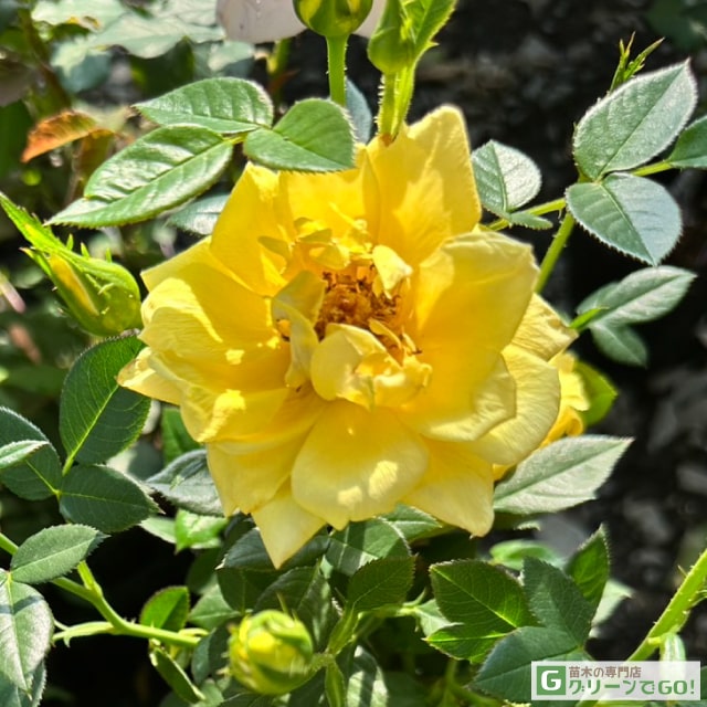 楽天市場】バラ苗 【桜島 (FL) 中輪 四季咲き】 1年生 接ぎ木苗 3.5号