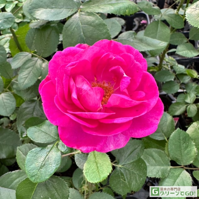 楽天市場】バラ苗 【桜島 (FL) 中輪 四季咲き】 1年生 接ぎ木苗 3.5号