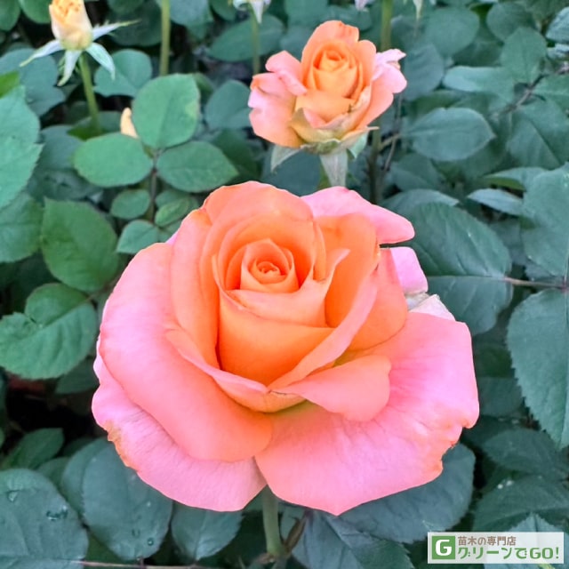 楽天市場】バラ苗 【ピンクシャトー (HT) 大輪 四季咲き】 1年生