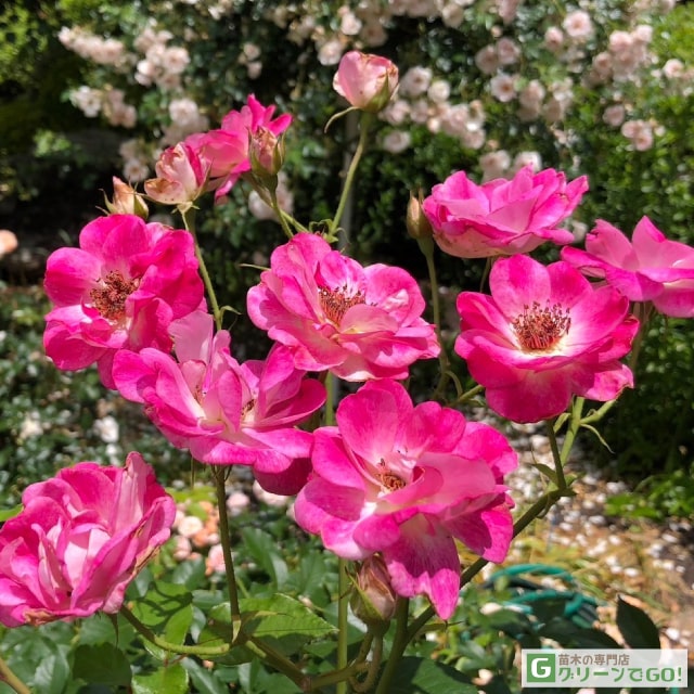 楽天市場】◇開花後強剪定株 花芽なし◇ バラ苗 【ピンクアイスバーグ