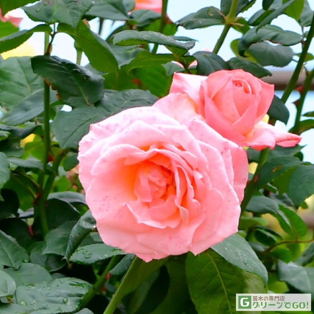 楽天市場】◇OUTLET ROSE◇ [楽天市場限定販売]バラ苗 【セント