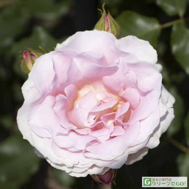 楽天市場】バラ苗 【桜島 (FL) 中輪 四季咲き】 1年生 接ぎ木苗 3.5号