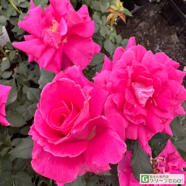 楽天市場】バラ苗 【ニュース (FL) 中輪 四季咲き】 1年生 接ぎ木 新苗