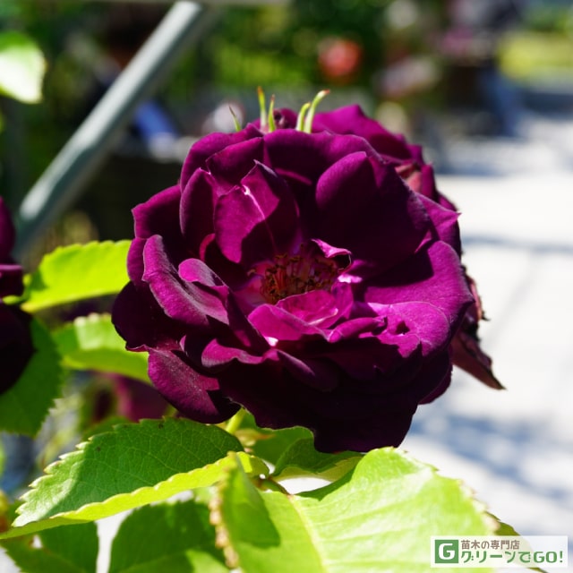 楽天市場】バラ苗 【桜島 (FL) 中輪 四季咲き】 1年生 接ぎ木苗 3.5号