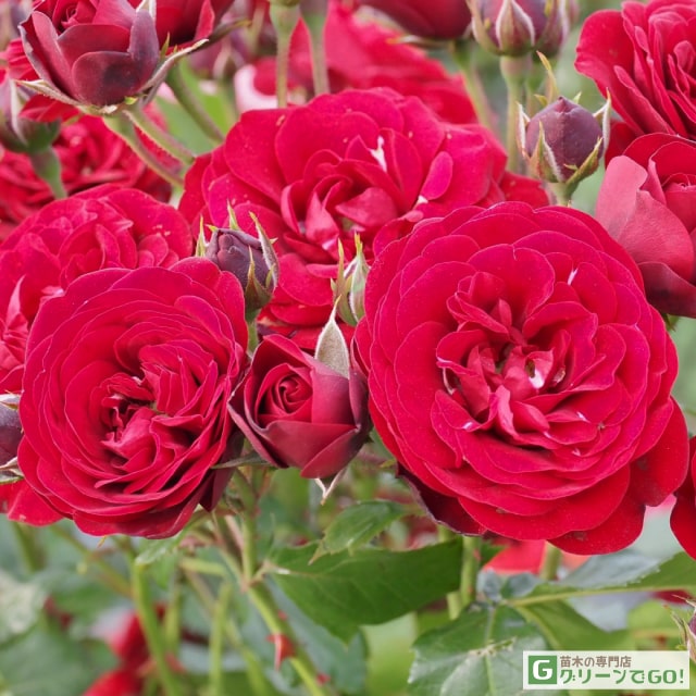 楽天市場】バラ苗 【ニコロ パガニーニ (FL) 中輪 四季咲き】 1年生