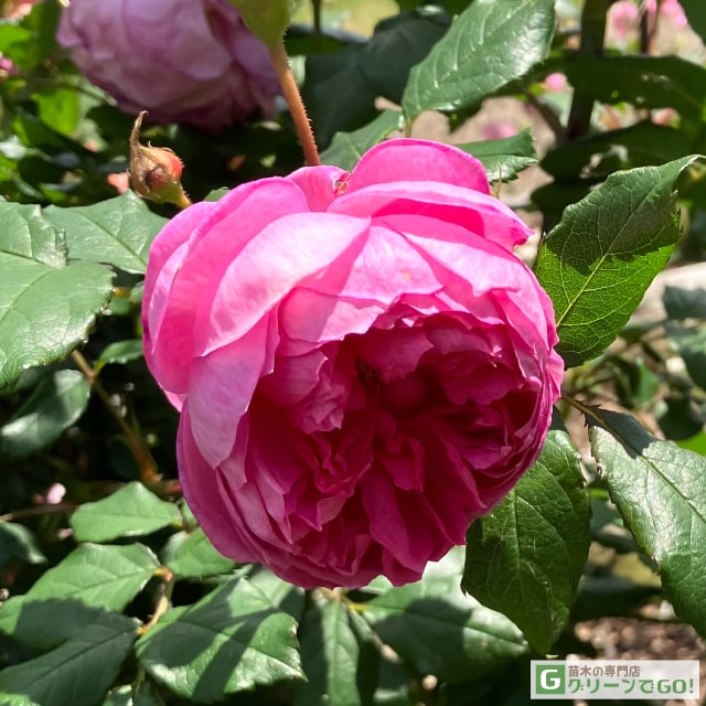 楽天市場】バラ苗 【ブルーナイル (HT) 大輪 四季咲き】 1年生 接ぎ木