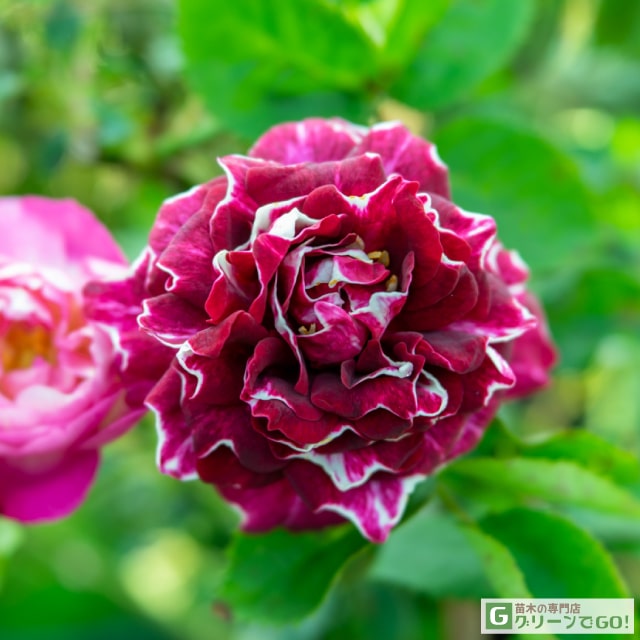 楽天市場】バラ苗 【ニコロ パガニーニ (FL) 中輪 四季咲き】 1年生