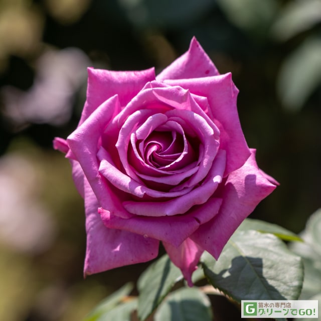 楽天市場】バラ苗 紫雲 （しうん） ハイブリッドティー ローズ 紫系 2