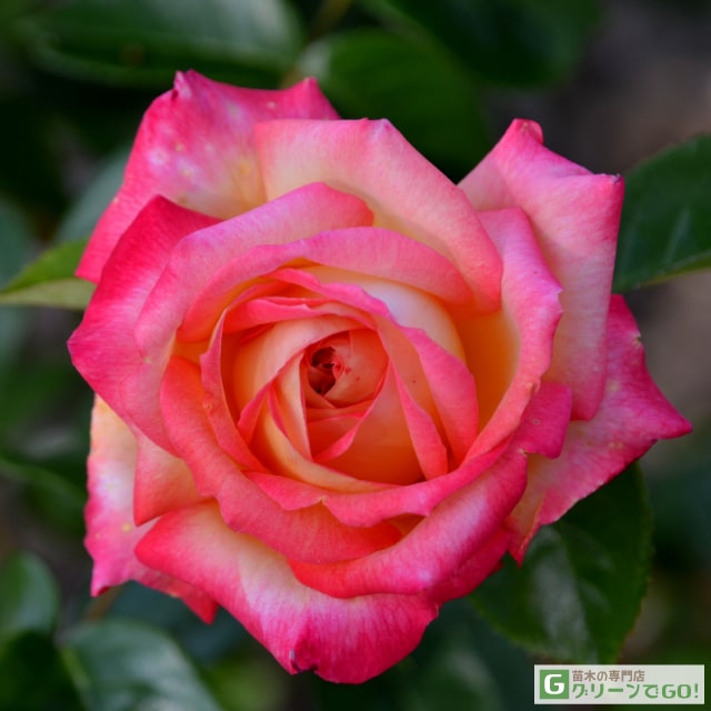 楽天市場】バラ苗 【ピンクシャトー (HT) 大輪 四季咲き】 1年生