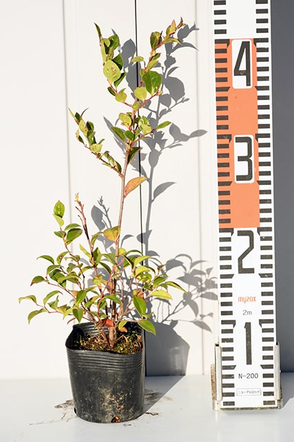 ブルーベリー苗40本セット ブルーベリー苗 （サンシャインブルー×40） 40株セット 3.5号