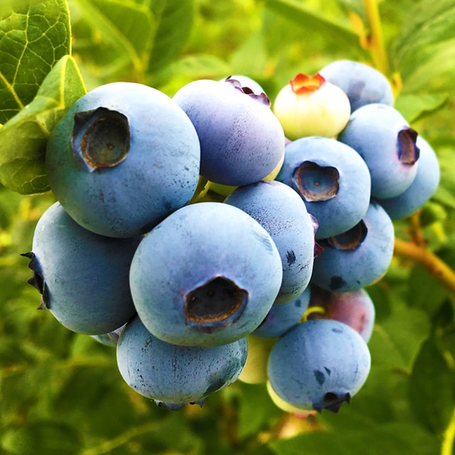 ブルーベリー苗42本セット(パウダーブルー21バルドウィン21