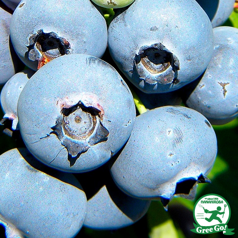 楽天市場】ブルーベリー 苗 【レガシー（ノーザンハイブッシュ系