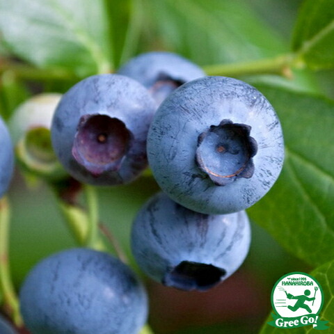 楽天市場】ブルーベリー 苗 【ブルージェイ （ノーザンハイブッシュ系