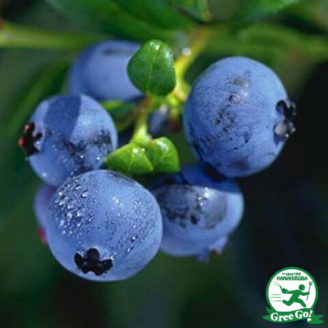 スーパーセール 半額 blueberry-117.jpg 落葉樹