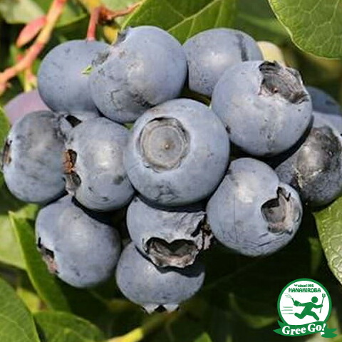 楽天市場】ブルーベリー 苗 【 おおつぶ星（ノーザンハイブッシュ系