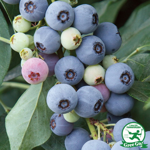 ブルーベリー チャンドラー＆ミスティー ノーザン＆サザンハイブッシュ系2本セット 楽天市場】ブルーベリー 苗 【 チャンドラー （ノーザンハイ