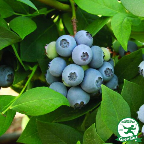 楽天市場】ブルーベリー 苗 【レガシー（ノーザンハイブッシュ系