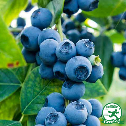 楽天市場】[楽天市場店限定価格] ◇グリGO!ガーデニング応援祭