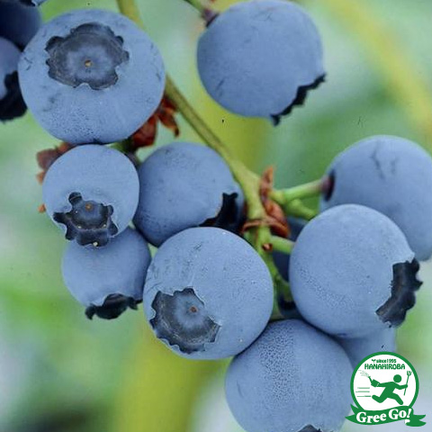 楽天市場】ブルーベリー 苗 【レガシー（ノーザンハイブッシュ系