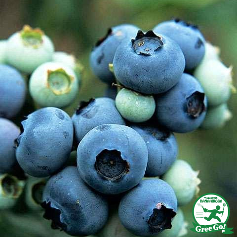 楽天市場】ブルーベリー 苗 【レガシー（ノーザンハイブッシュ系