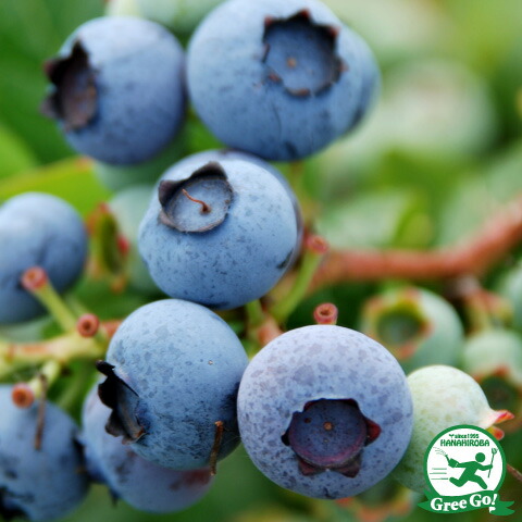 blueberry-39.jpg