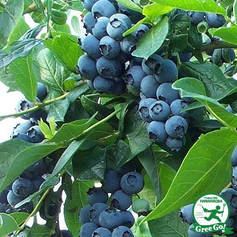 楽天市場】ブルーベリー 苗 【レガシー（ノーザンハイブッシュ系